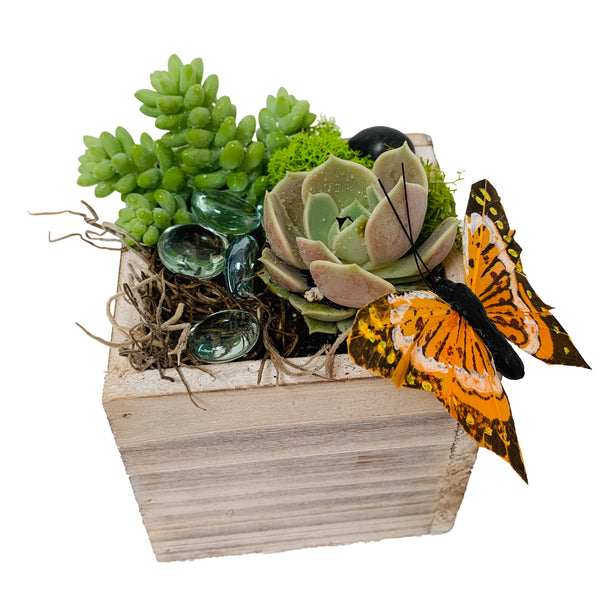 Small Boxed Succulent Plants