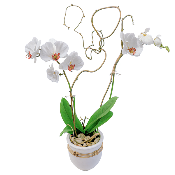 Boutique Phalaenopsis Orchid Plant