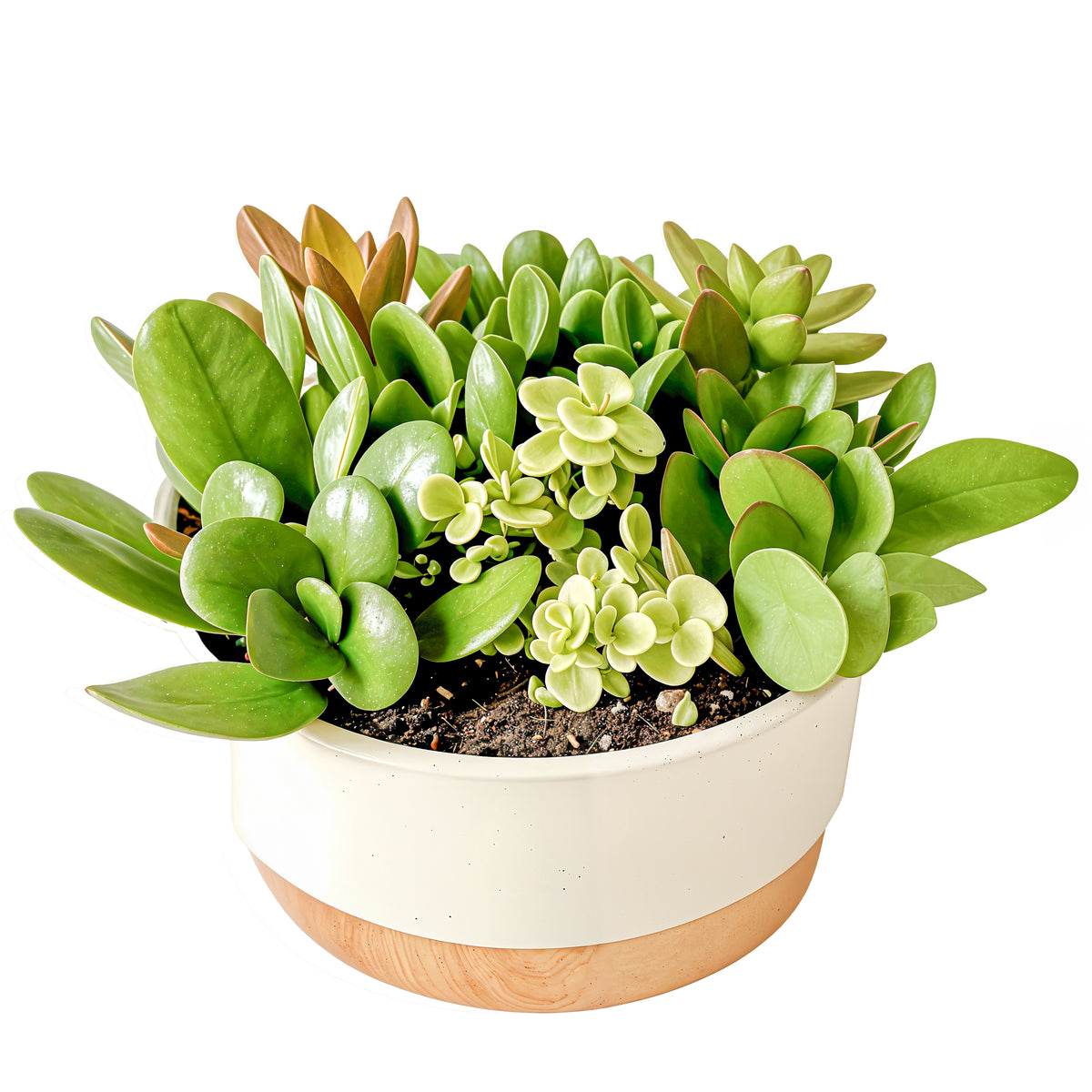 austin succulent delivery Desk-sized Succulent Garden