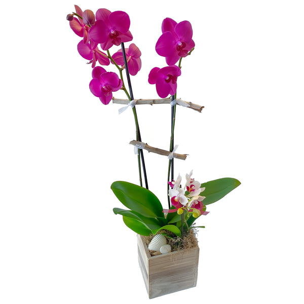 Deluxe Phalaenopsis Orchid Planter