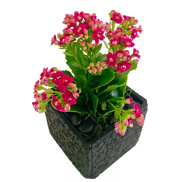 Kalanchoe Plant