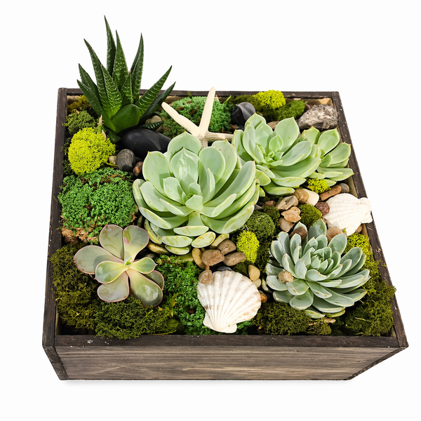 Boxed Succulent Garden