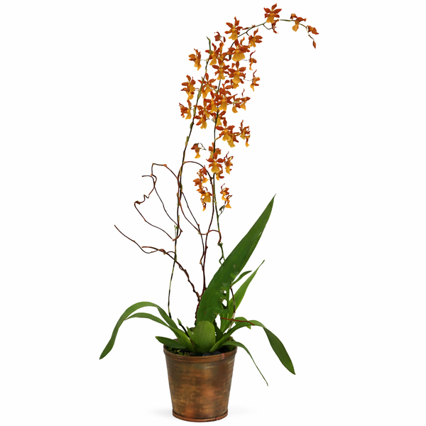 Oncidium Orchid Plant