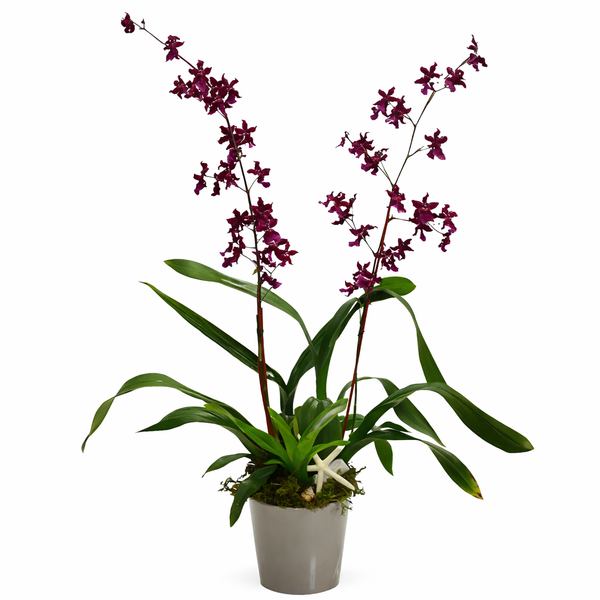 Burgundy Orchid Plant
