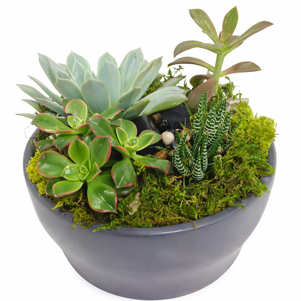 Ceramic Succulent Garden