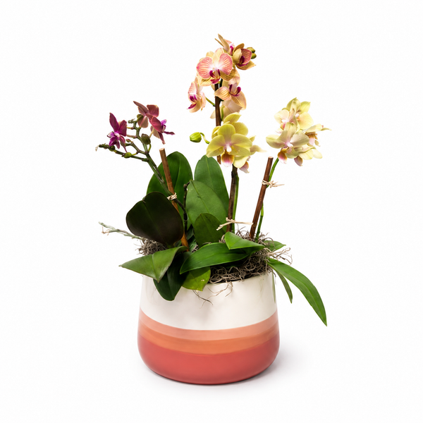 Deluxe Boutique Orchid Trilogy