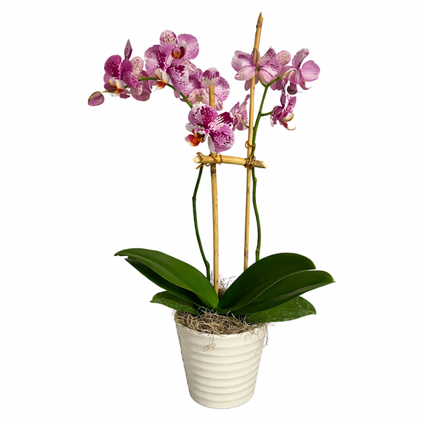 Double Stem Phalaenopsis Orchid Plant
