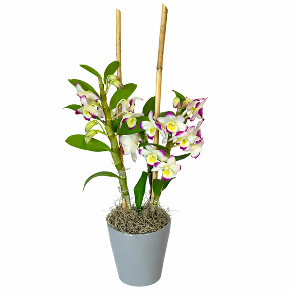 Dendrobium Orchid Planter