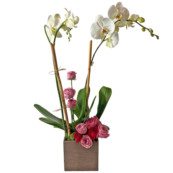 Deluxe Double Stem Orchid Plant
